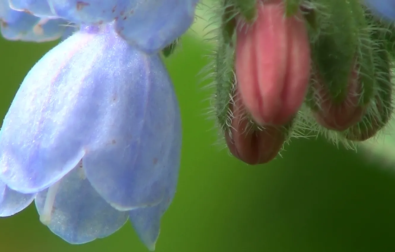 Photo wallpaper summer, flowers, beauty