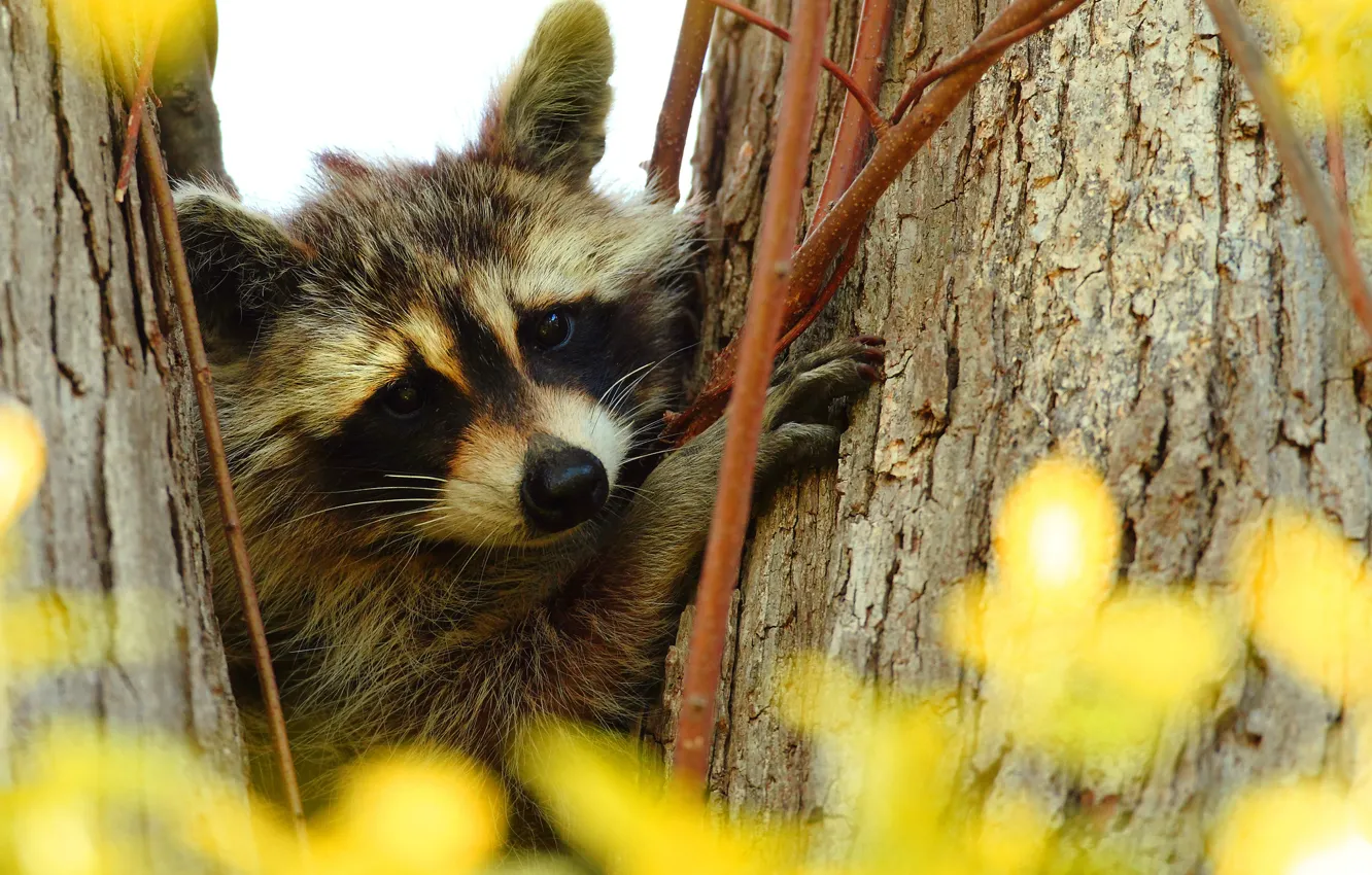 Photo wallpaper branches, tree, portrait, raccoon, face
