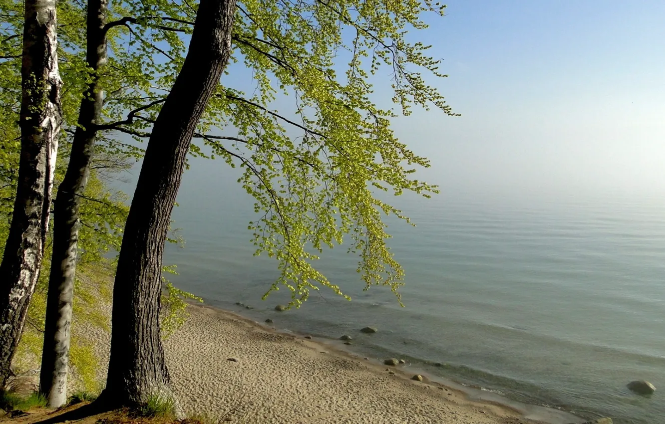 Photo wallpaper trees, nature, fog, lake
