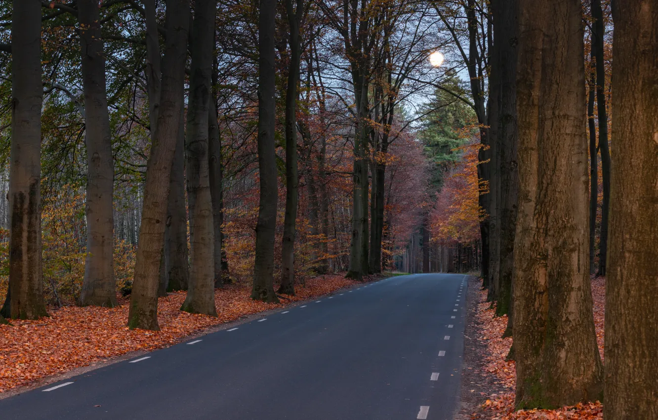 Photo wallpaper road, autumn, forest, highway