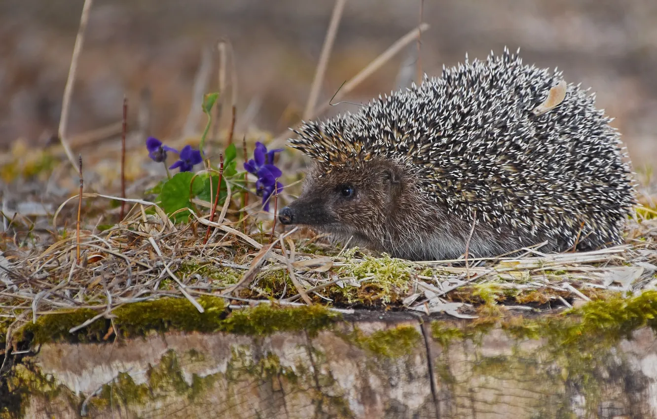 Photo wallpaper nature, spring, hedgehog