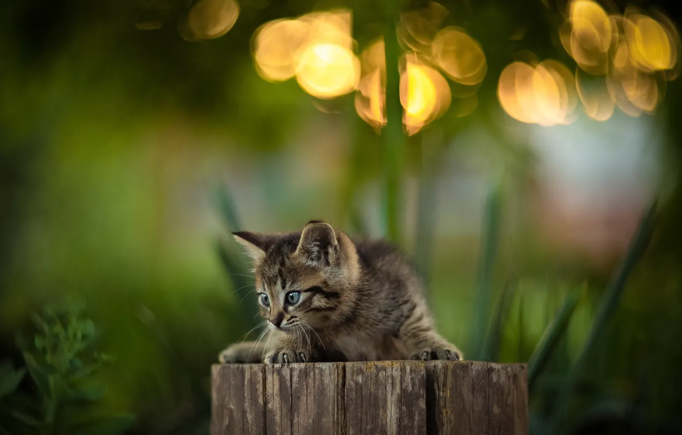 Photo wallpaper glare, grey, stump, blur, baby, kitty, deck, Yuriy Korotun