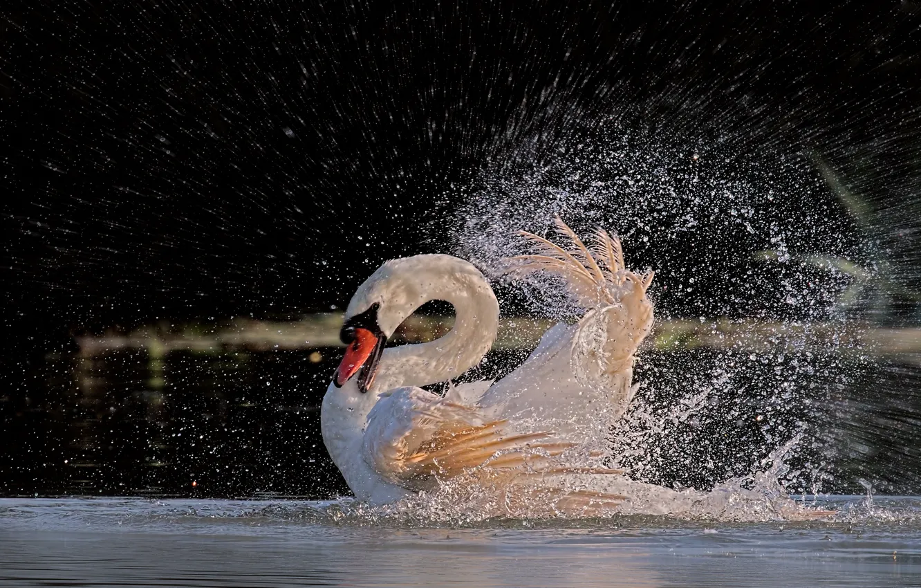 Photo wallpaper water, squirt, bird, feathers, bathing, Swan