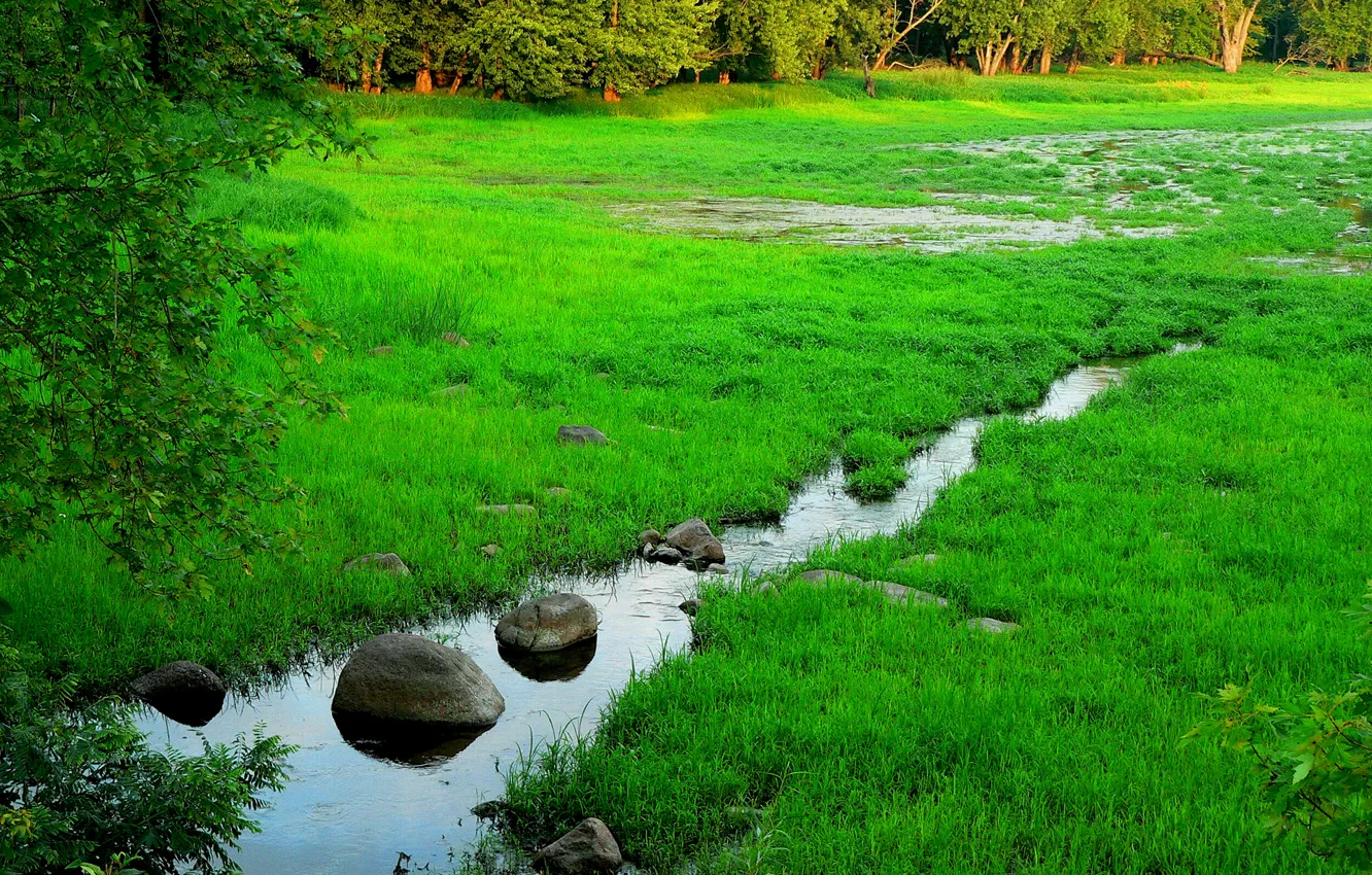 Photo wallpaper forest, grass, trees, stream, stones, swamp