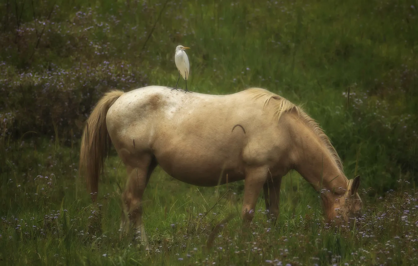 Photo wallpaper grass, nature, horse, bird, glade, horse, blur, Heron