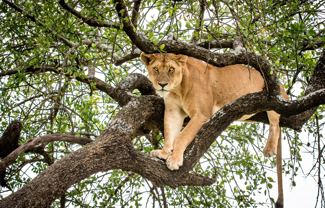 Photo wallpaper trees, branches, pose, lioness