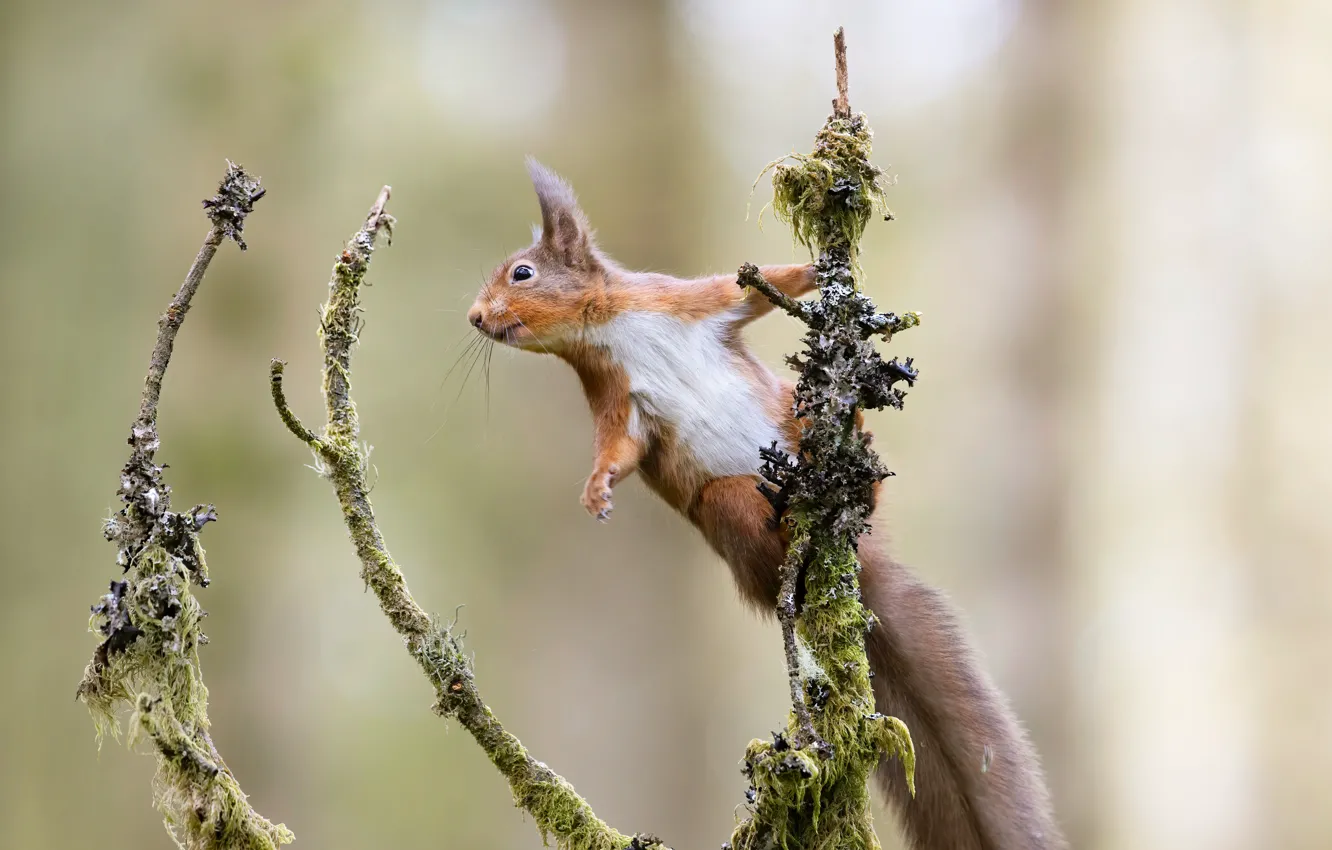 Photo wallpaper look, nature, pose, protein, face