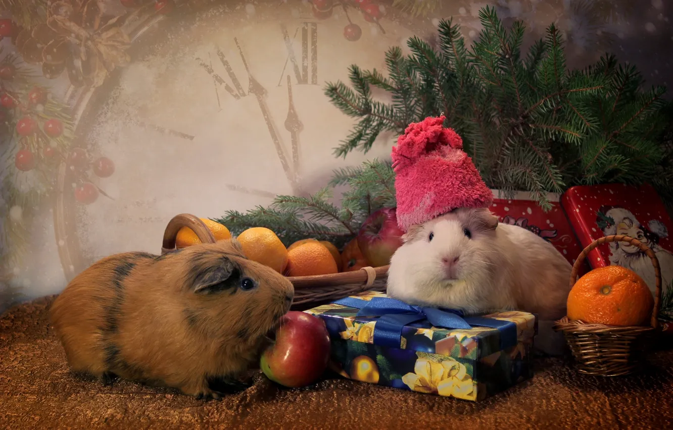 Photo wallpaper animals, hat, toys, watch, spruce, gifts, tangerines, Guinea pigs