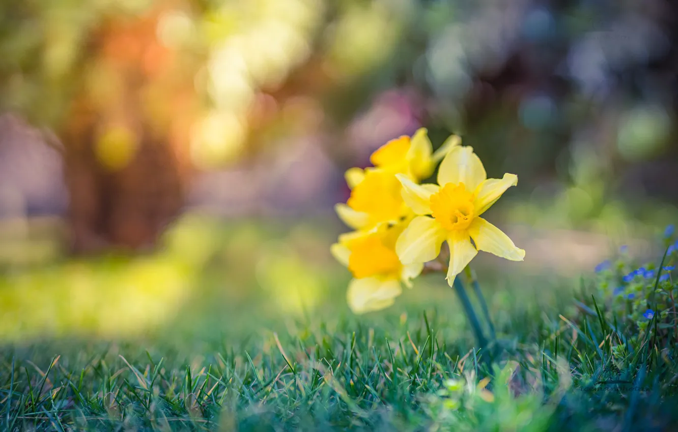 Photo wallpaper grass, nature, yellow, daffodils, bokeh