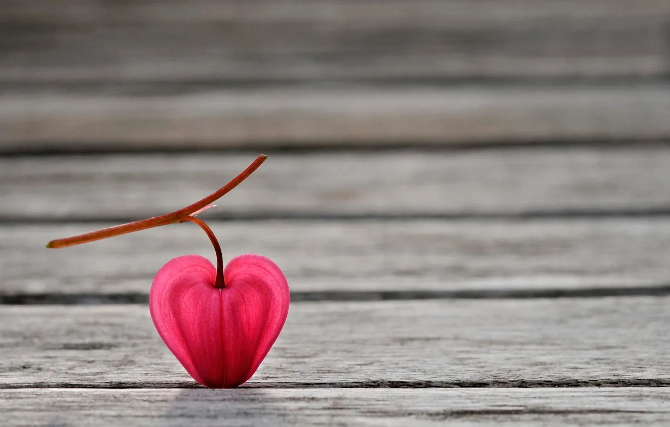 Photo wallpaper flowers, petals, Natural heart