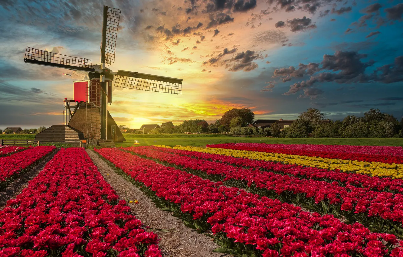 Photo wallpaper field, sunset, flowers, mill, tulips, Netherlands, plantation