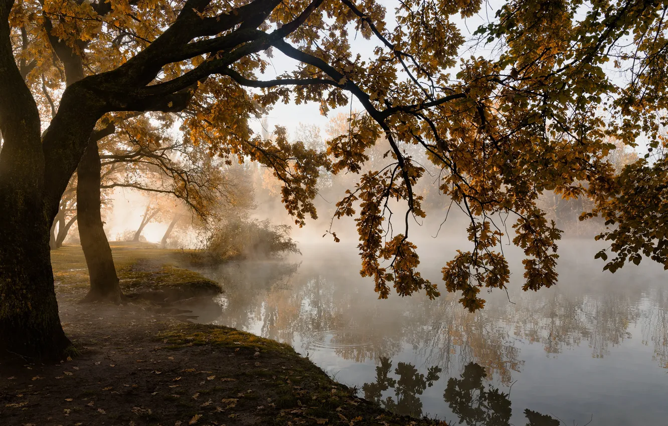 Photo wallpaper autumn, trees, fog, pond