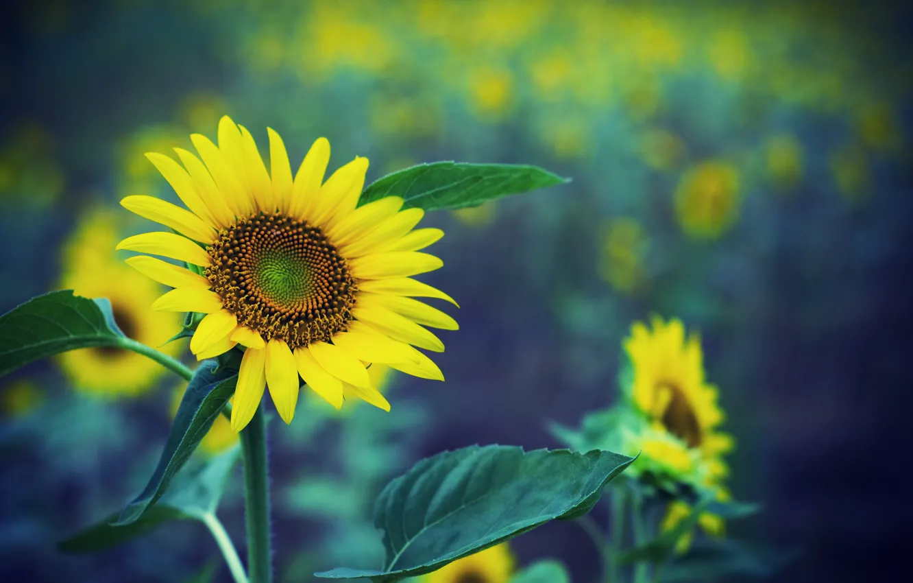 Photo wallpaper field, sunflowers, glare, focus, razmytost