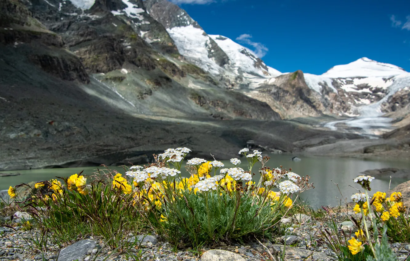 Photo wallpaper landscape, flowers, mountains, nature, lake