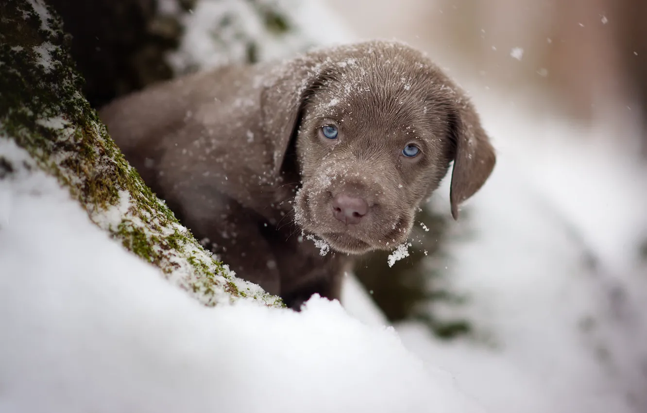Photo wallpaper winter, look, snow, portrait, dog, baby, puppy, face