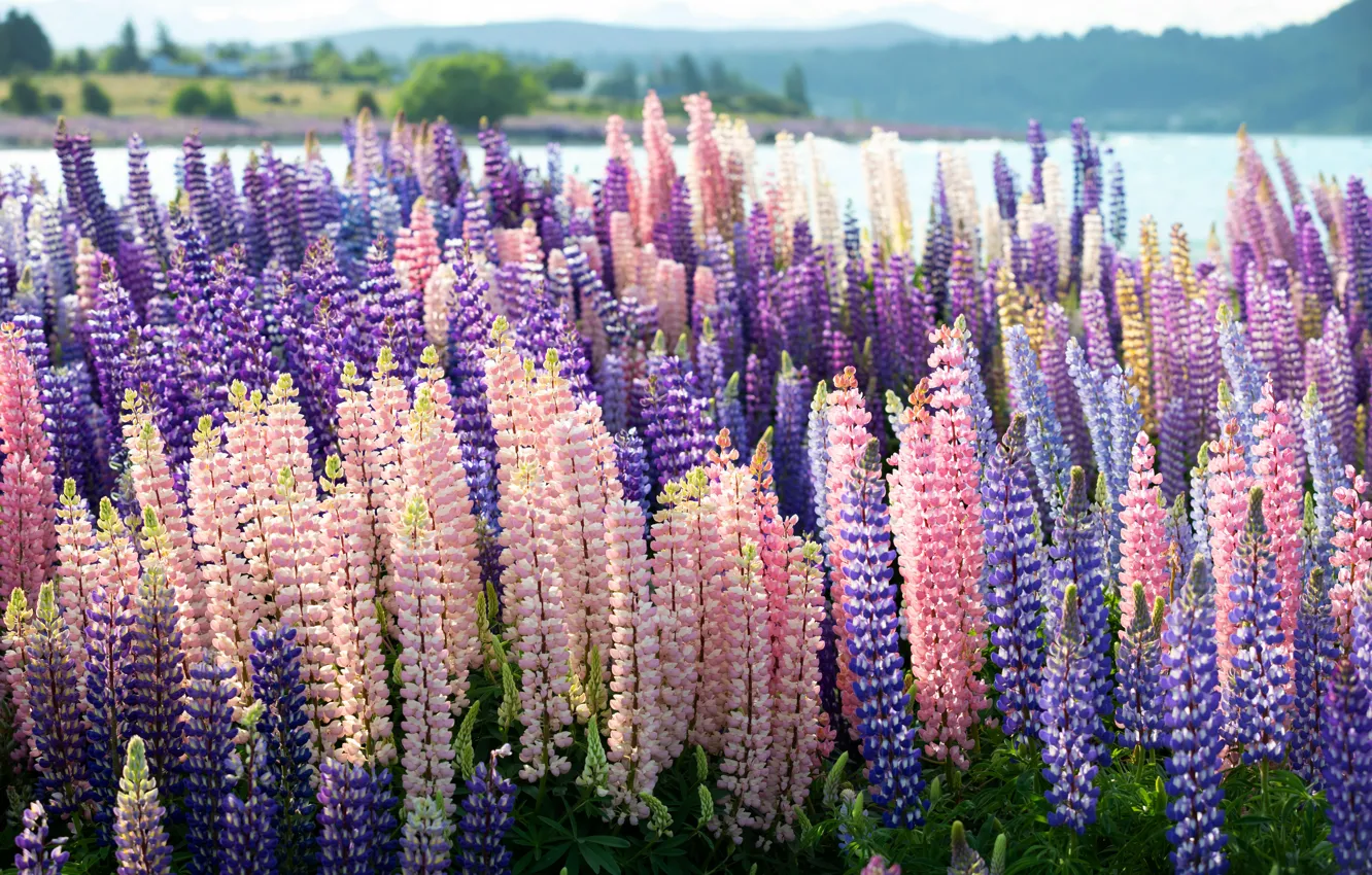 Photo wallpaper flowers, pink, lilac, lupins