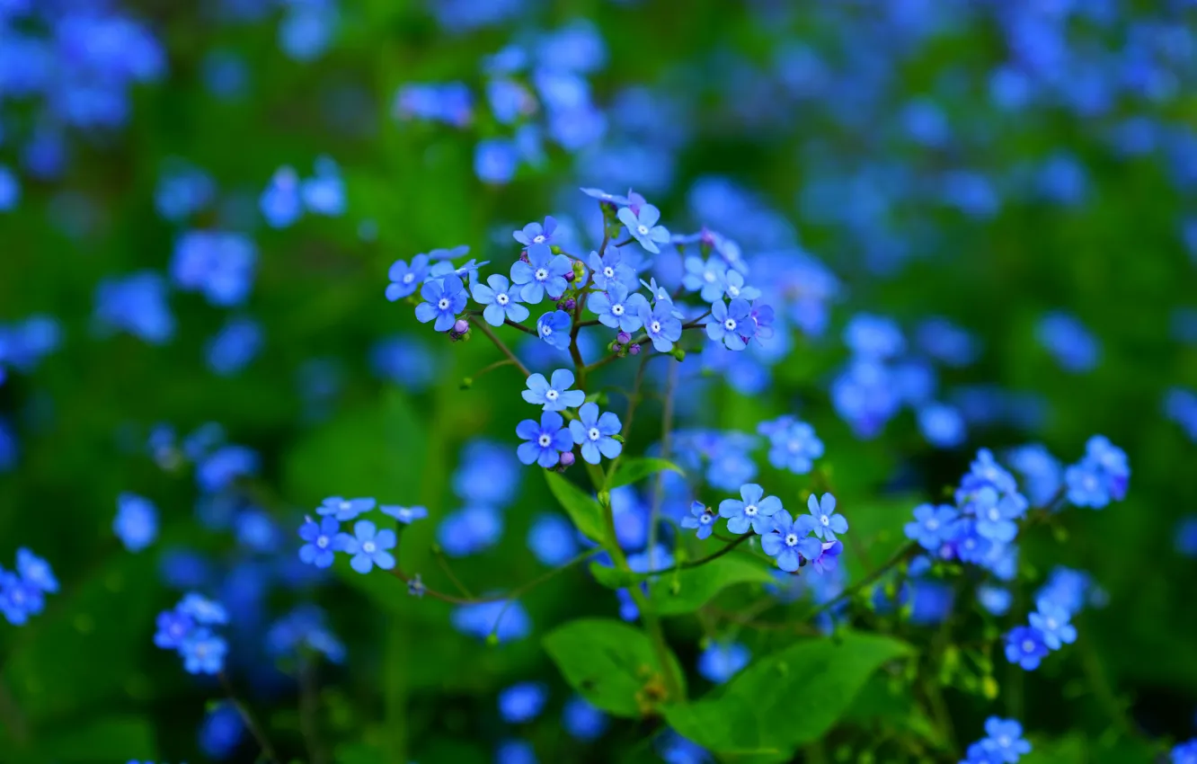Photo wallpaper flowers, blue, bokeh, forget-me-nots