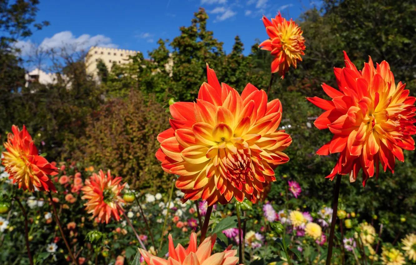 Photo wallpaper greens, summer, flowers, bright, garden, orange, the bushes, bokeh