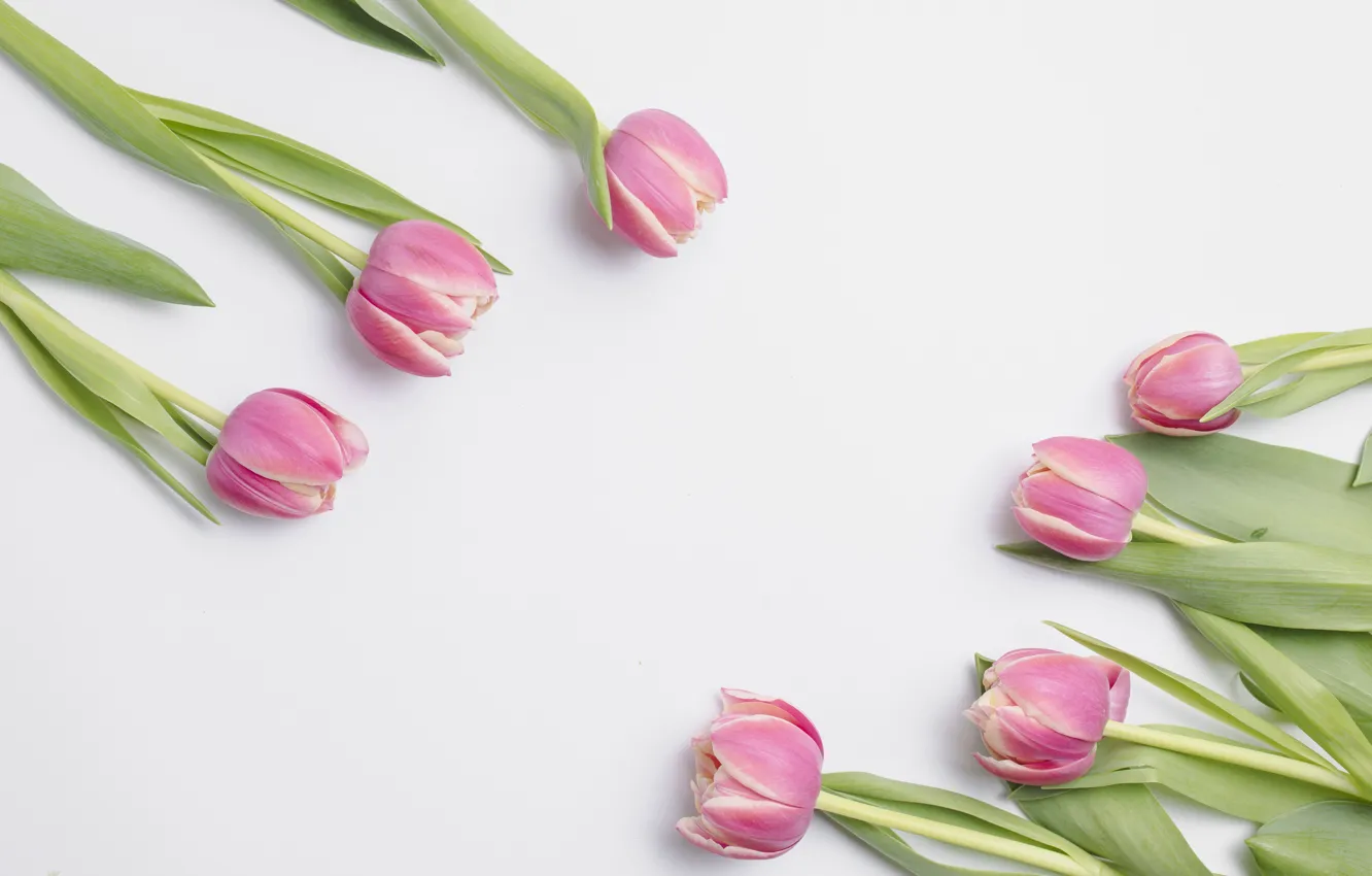 Photo wallpaper flowers, background, tulips, buds