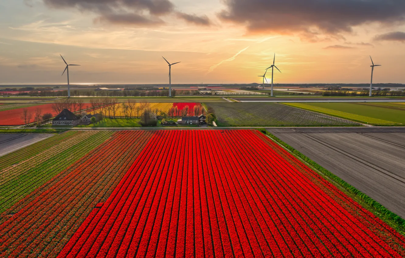 Photo wallpaper field, the sky, clouds, flowers, strip, view, spring, dal