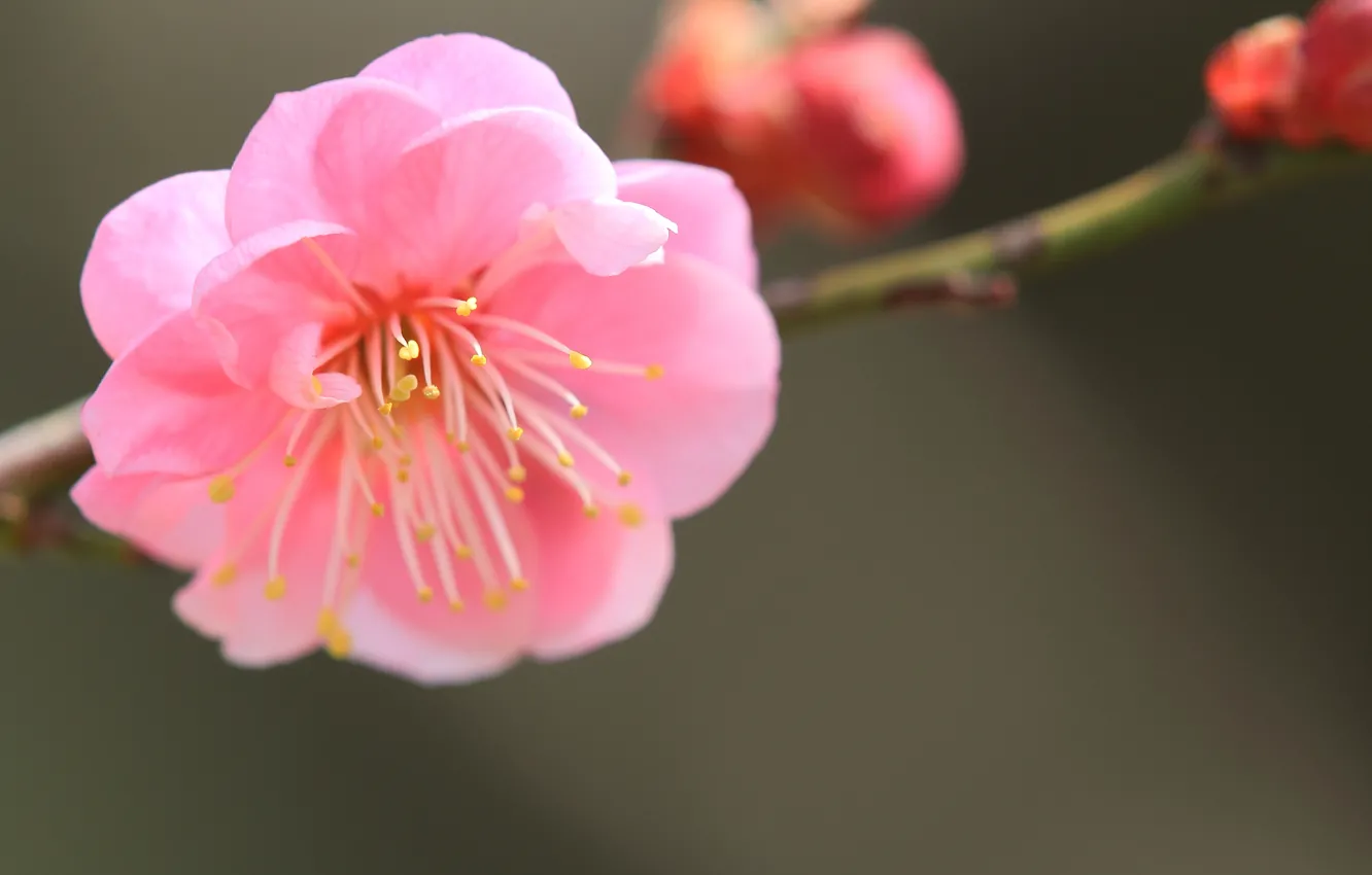 Photo wallpaper flower, macro, pink, focus, branch, petals, blur, Japanese apricot