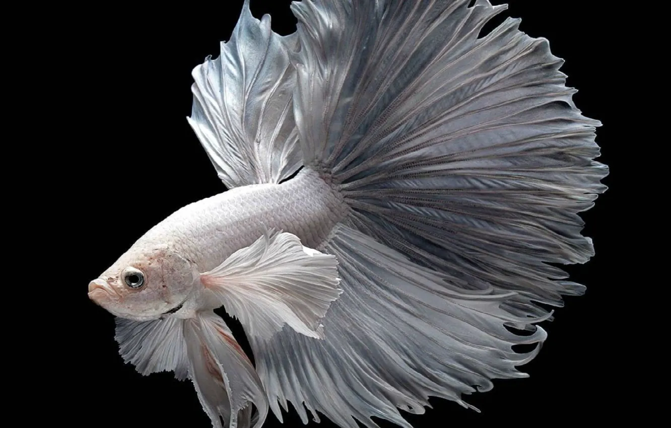 Photo wallpaper animal, betta, Siamese Fighting Fish