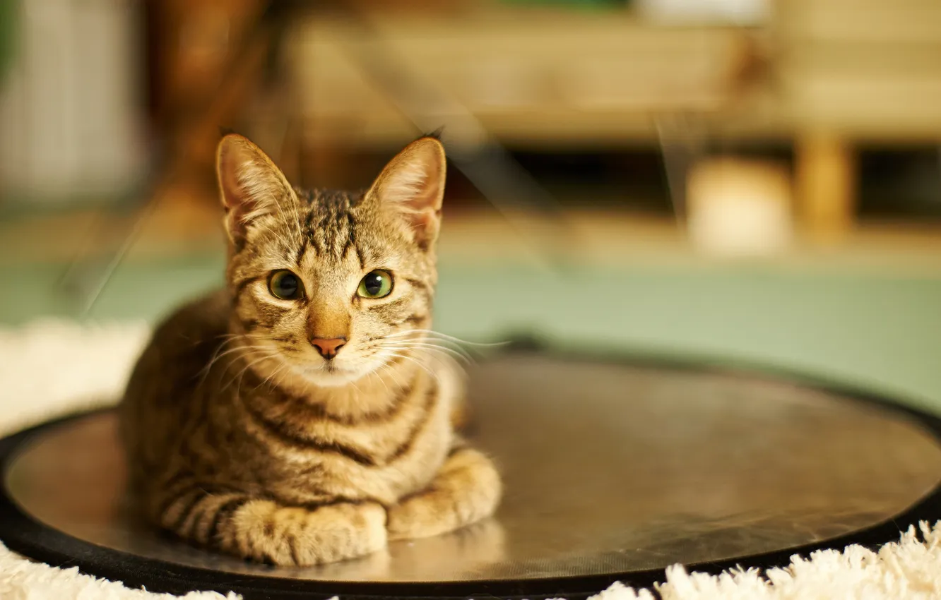 Photo wallpaper cat, circles, room, home, lying