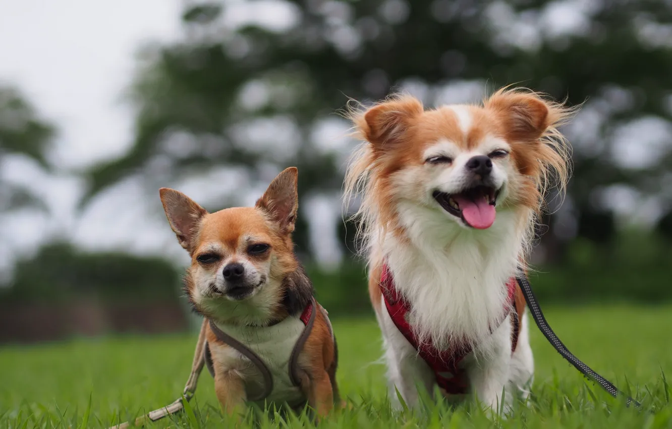 Photo wallpaper dogs, joy, mood, a couple, Chihuahua