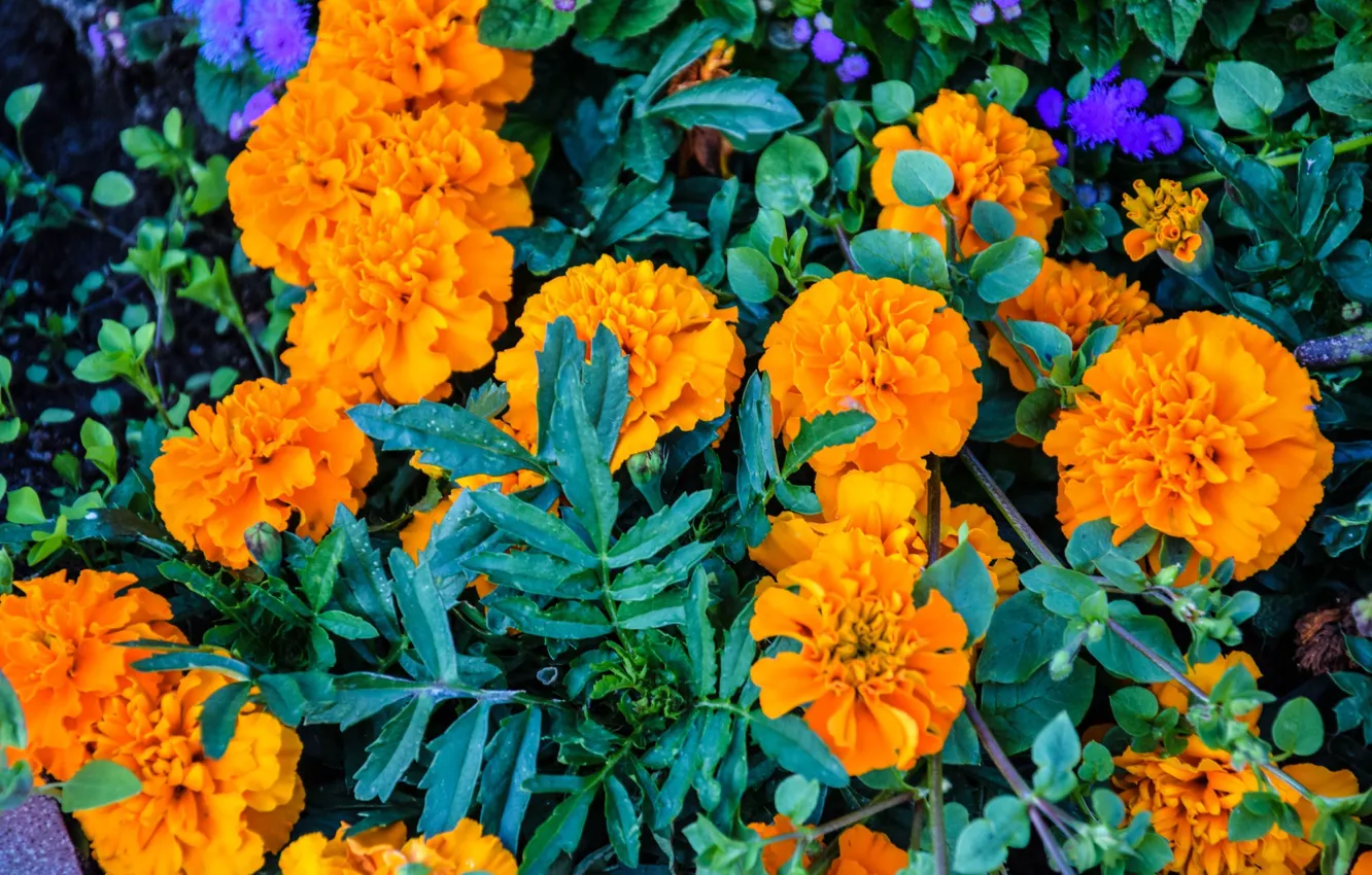 Photo wallpaper flowers, orange, mood
