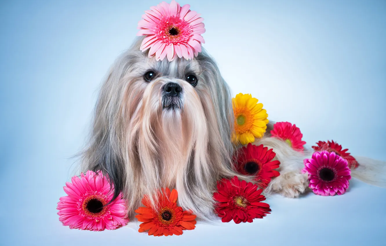Photo wallpaper flowers, dog, gerbera, Dogs, Shih Tzu, Gerberas