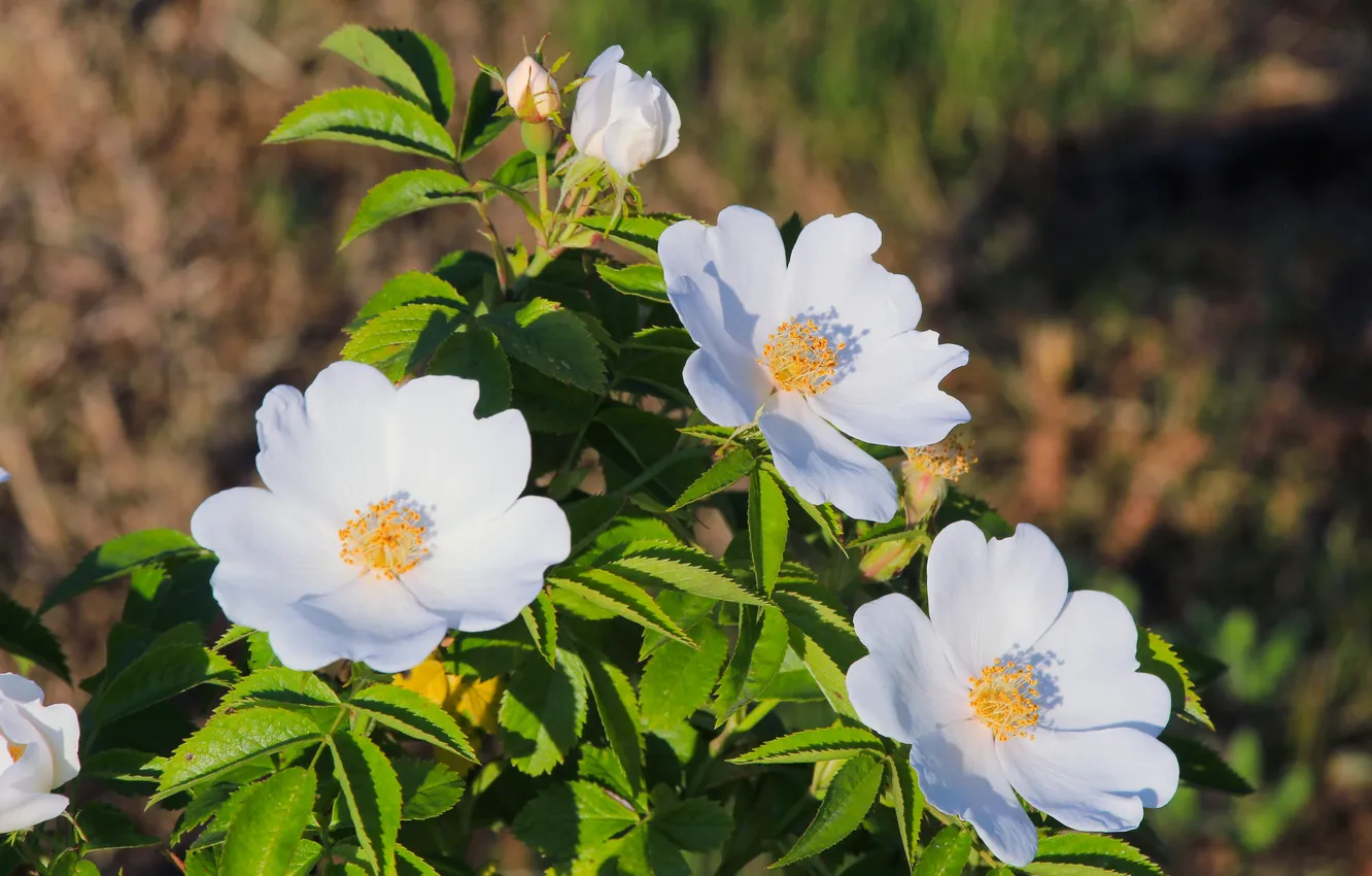 Photo wallpaper white, flower, blooming
