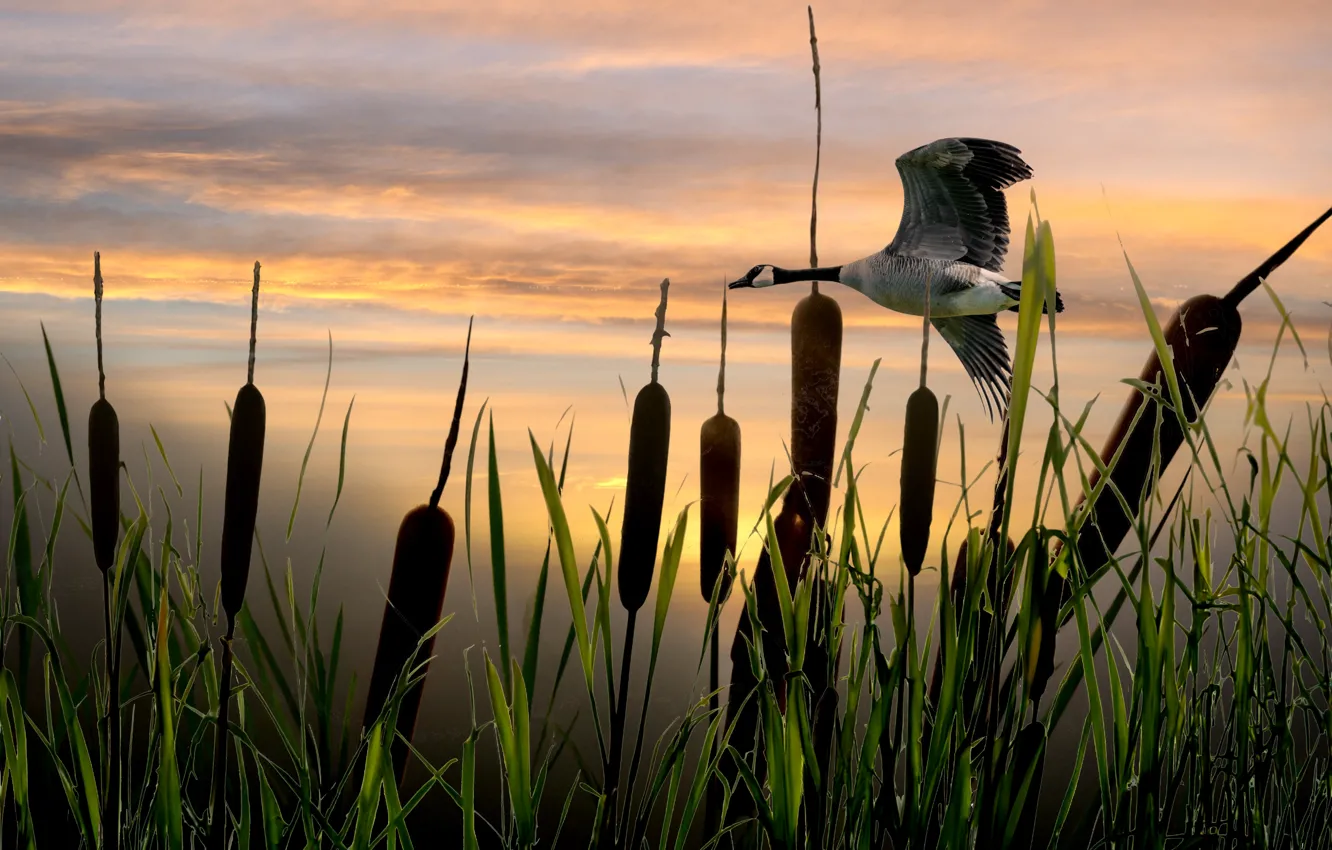 Photo wallpaper flight, bird, shore, cattail, pond, geese, canadian goose, AI art