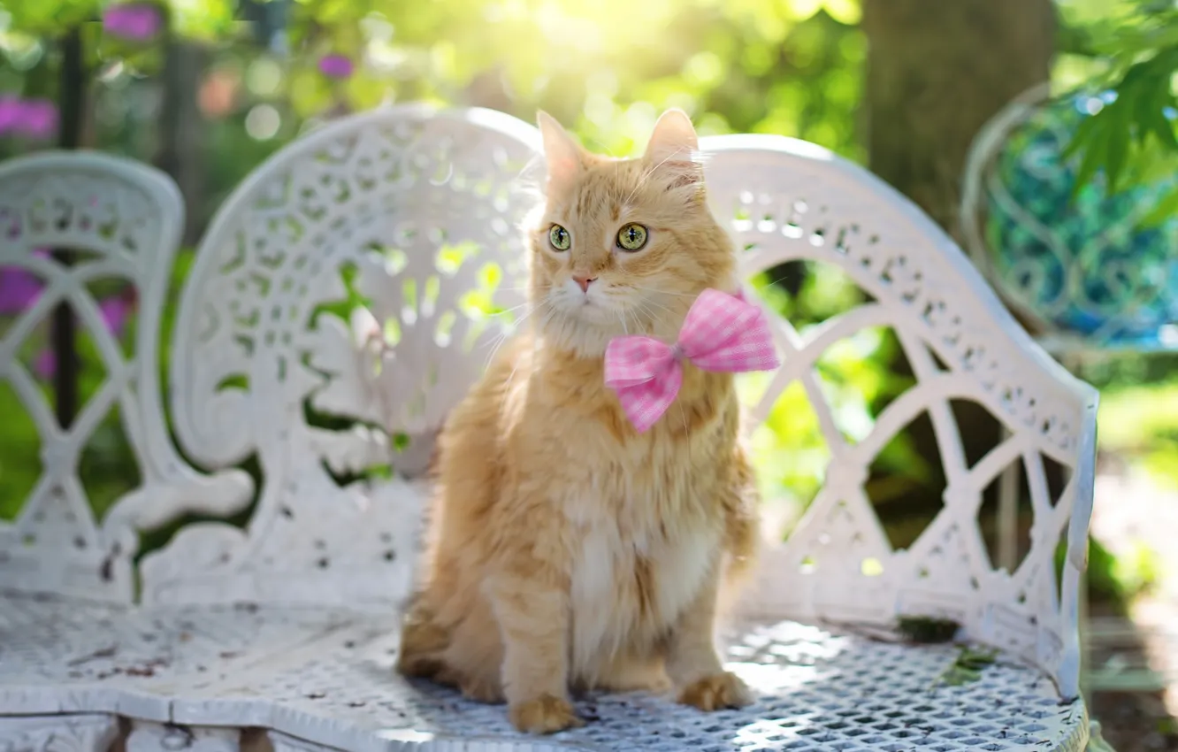 Photo wallpaper look, bow, kitty, pet