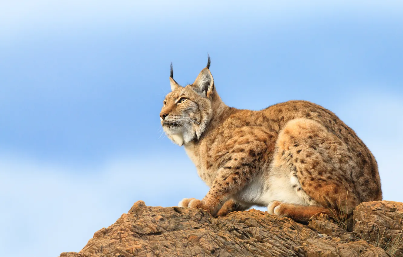 Photo wallpaper cat, the sky, rocks, lynx