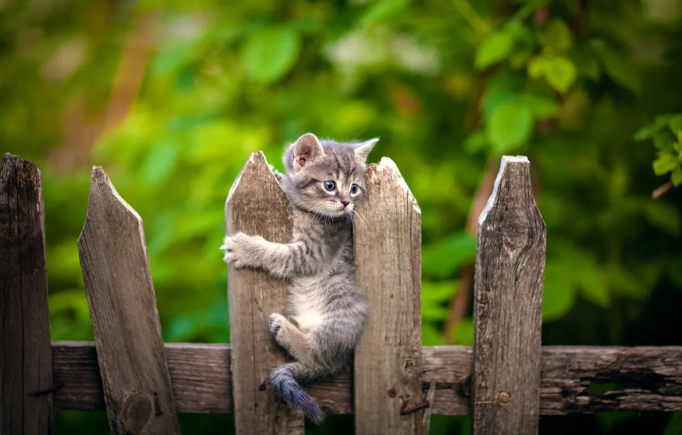 Photo wallpaper the fence, baby, kitty, bokeh