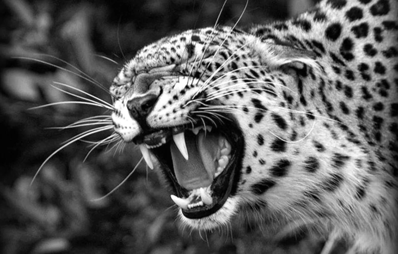 Photo wallpaper leopard, Predator, animal, big cat