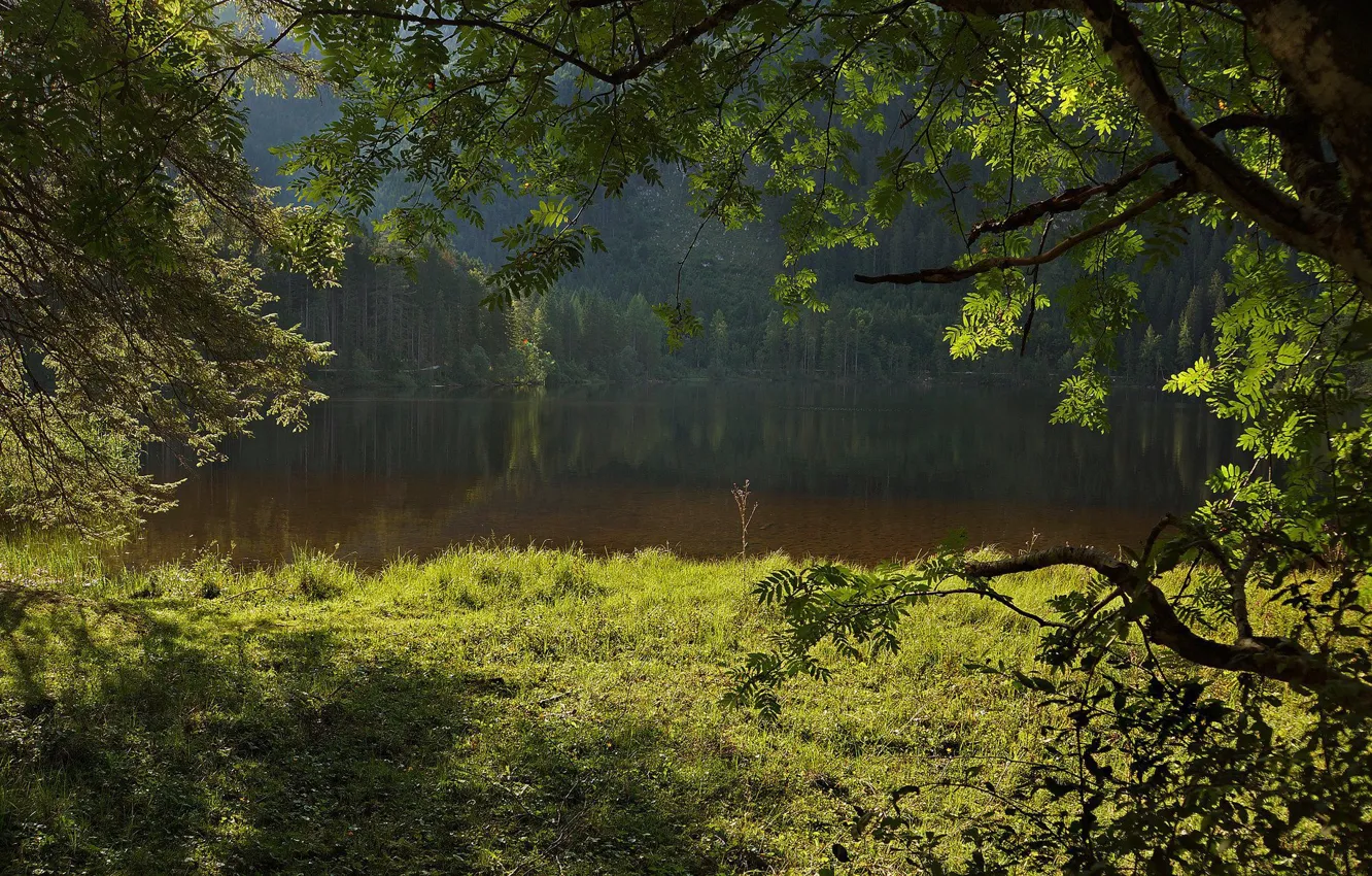 Photo wallpaper forest, lake, silence