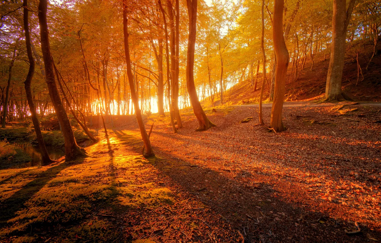 Photo wallpaper autumn, forest, the sun, rays, light, trees, branches, Park