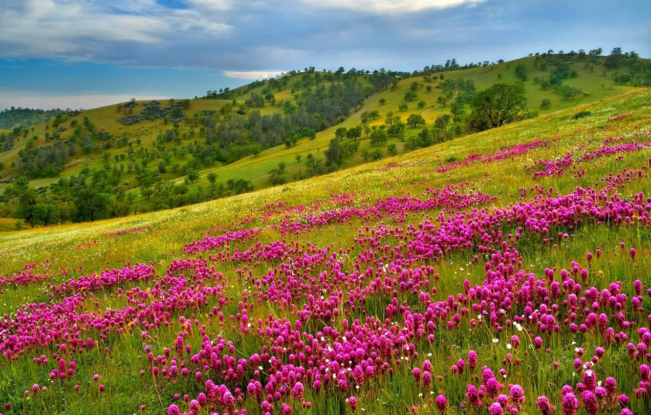 Photo wallpaper the sky, grass, flowers, mountains, slope