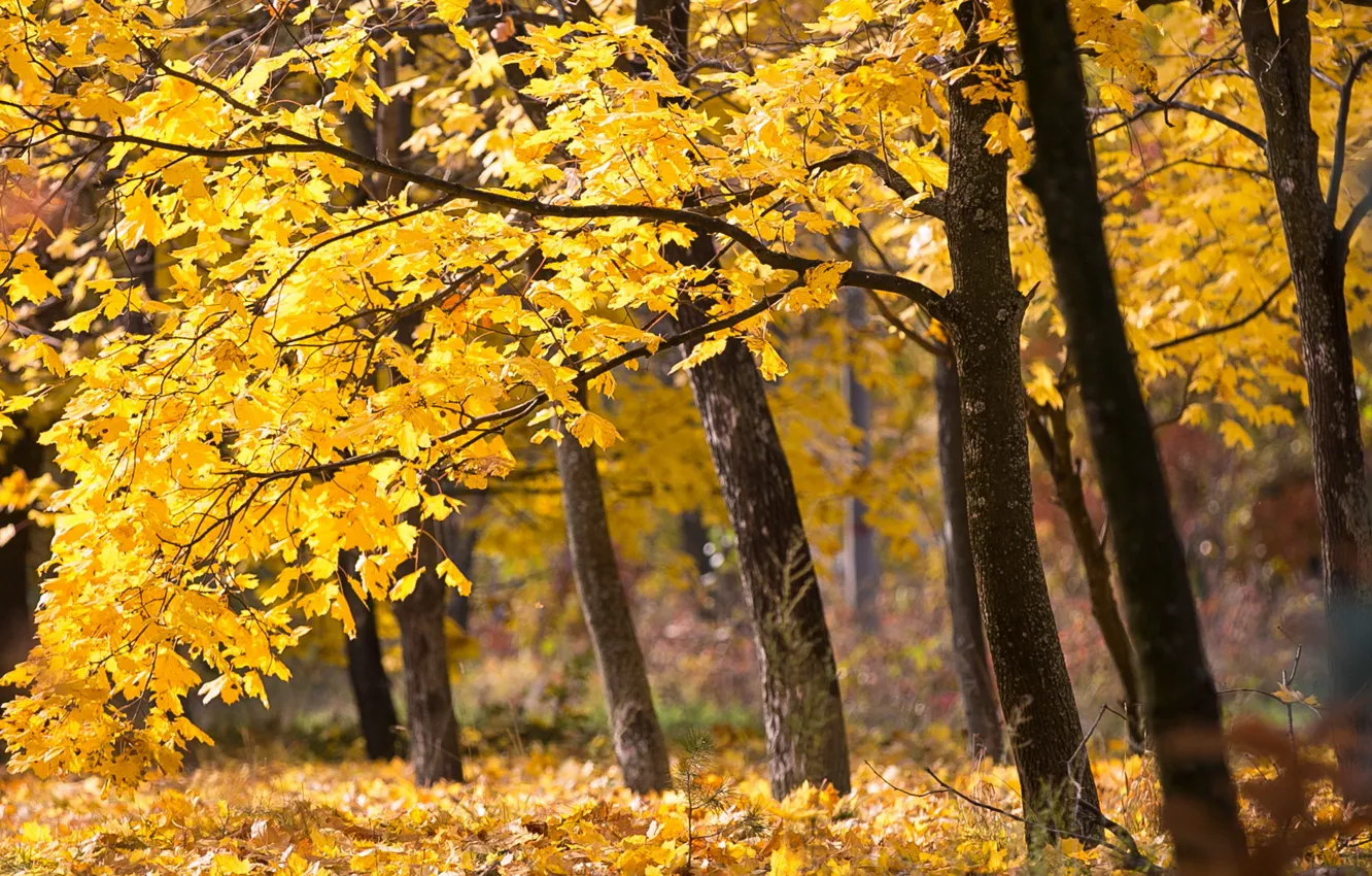 Photo wallpaper autumn, trees, nature