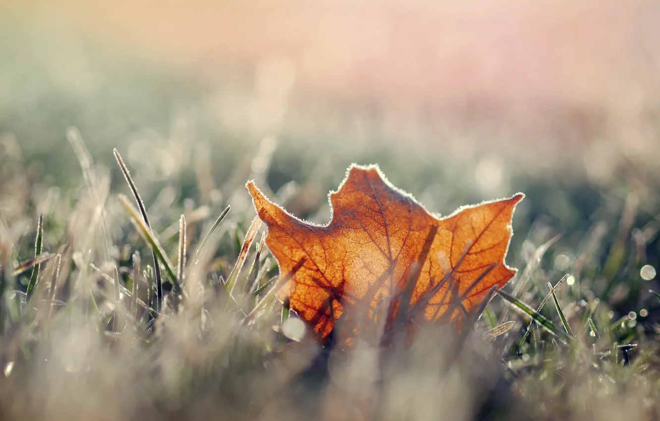 Photo wallpaper frost, autumn, grass, leaves, frost, maple, Dry