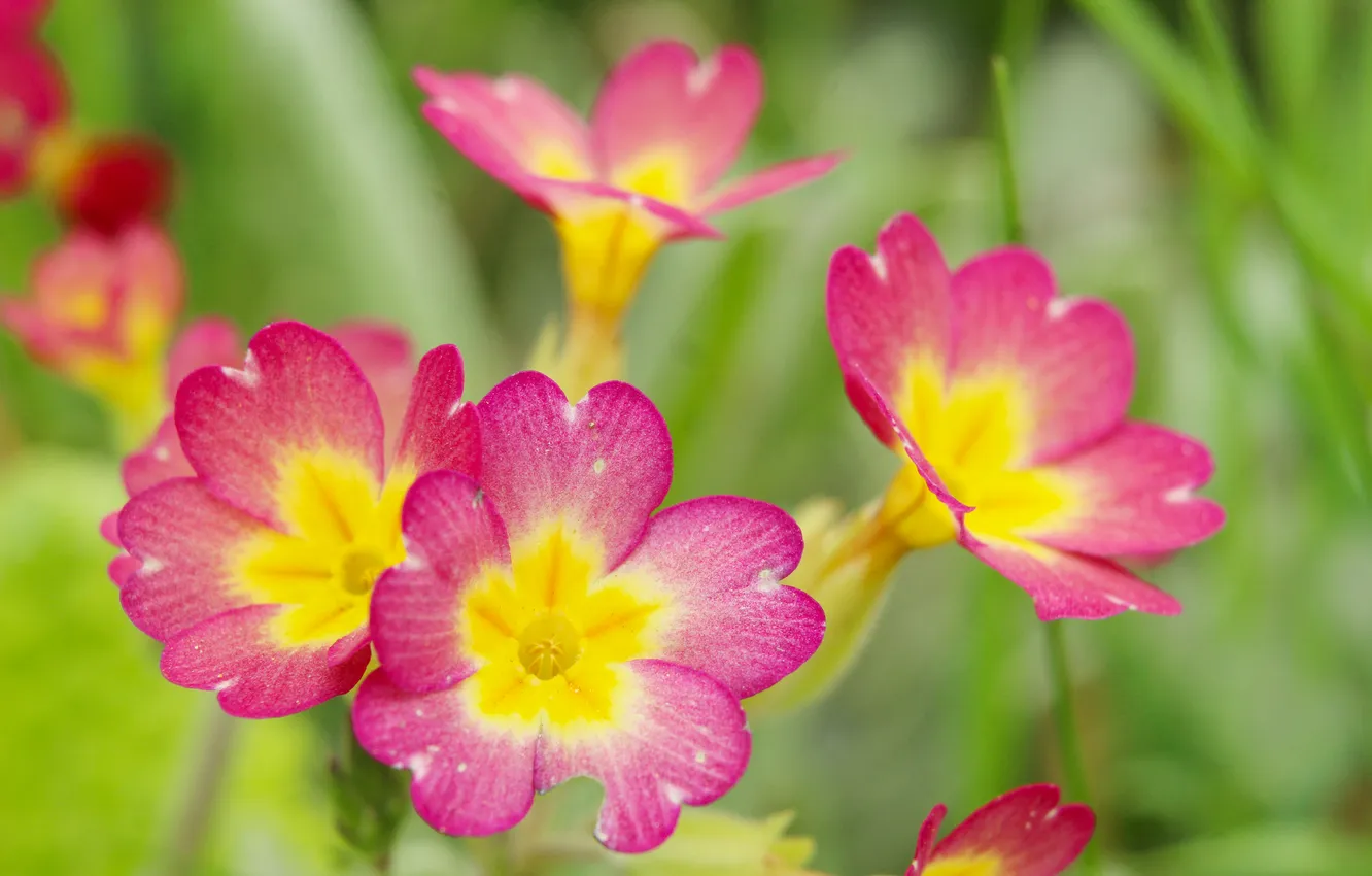 Photo wallpaper flowers, color, primroses