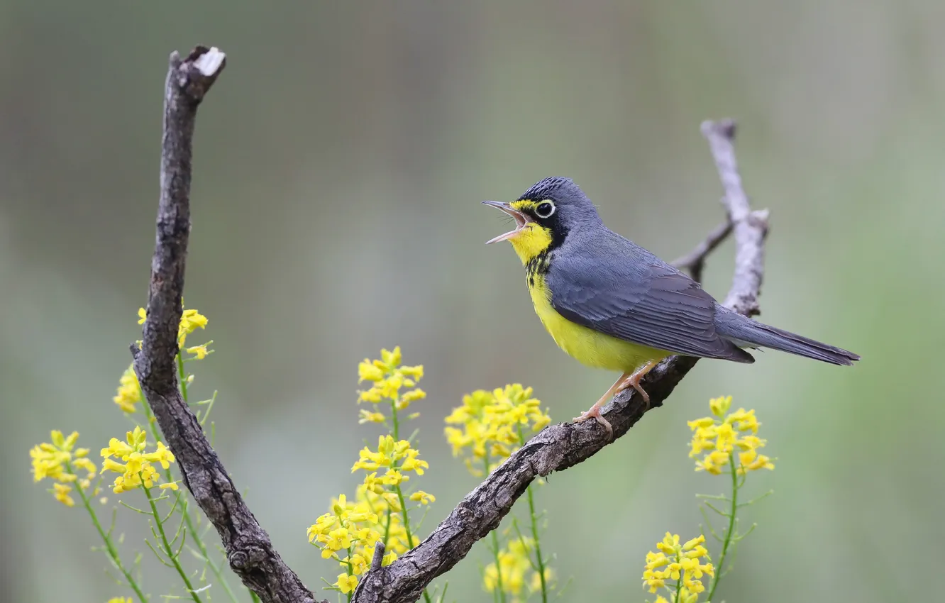 Photo wallpaper flowers, bokeh, bird, flowering, branches, spring