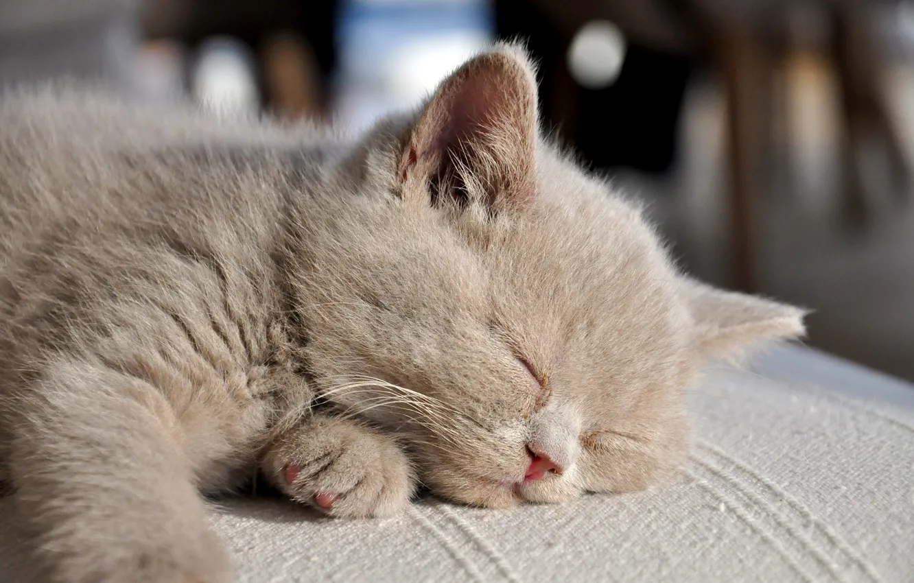 Photo wallpaper sleeping, blurred background, fluffy cat