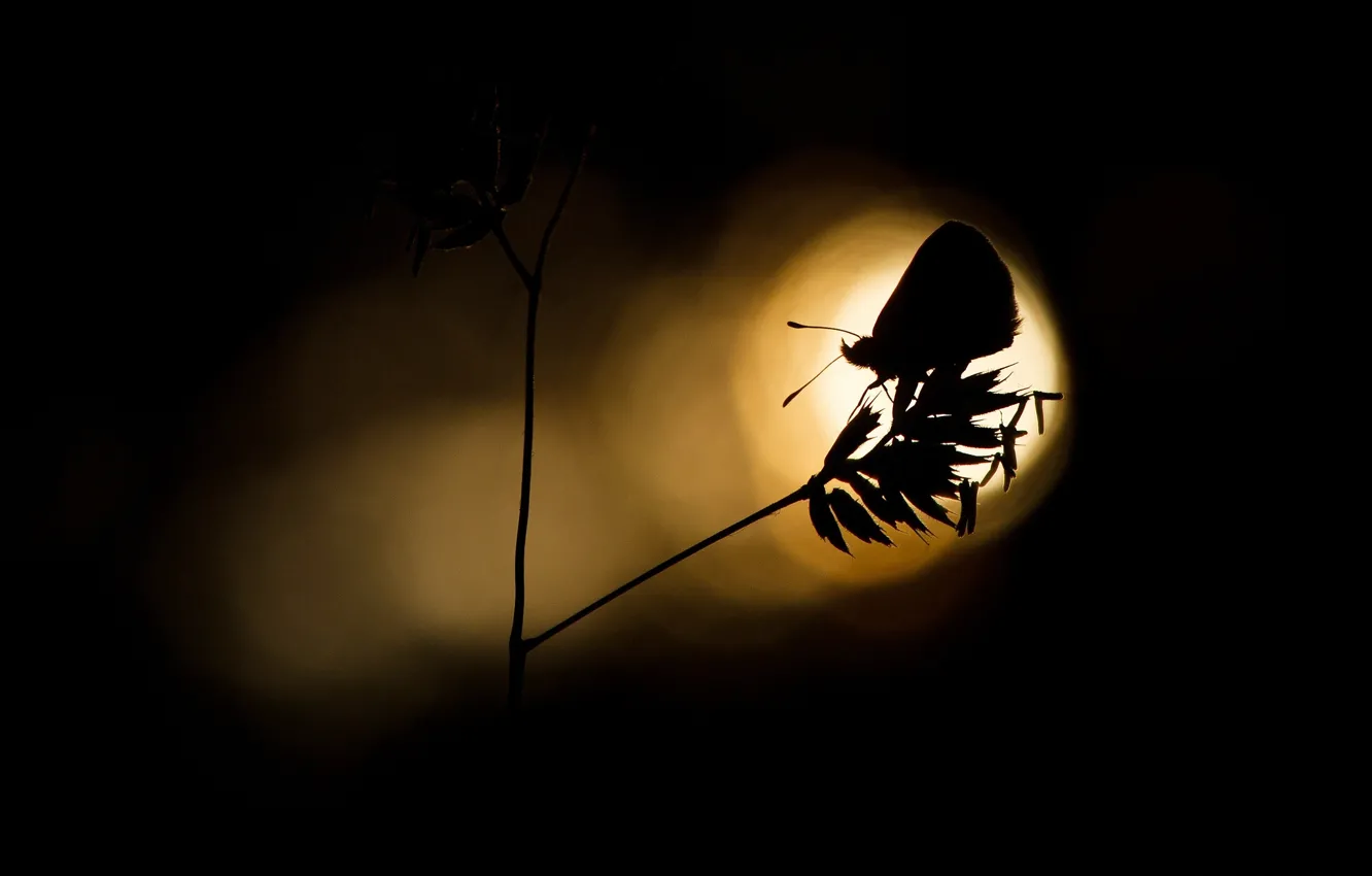 Photo wallpaper light, butterfly, plant, silhouette