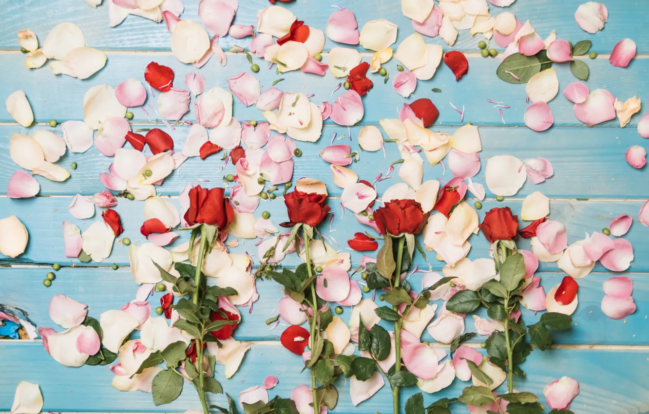 Photo wallpaper roses, petals, buds