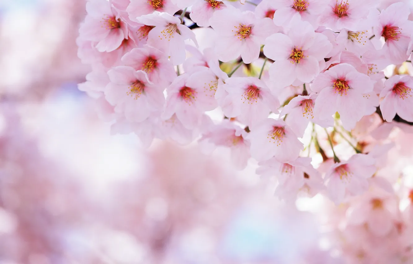 Photo wallpaper flowers, nature, cherry, spring, petals, Sakura, flowering, sakura