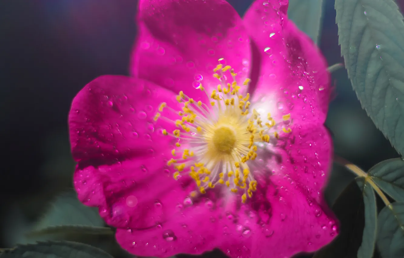 Photo wallpaper flowers, Rosa, briar