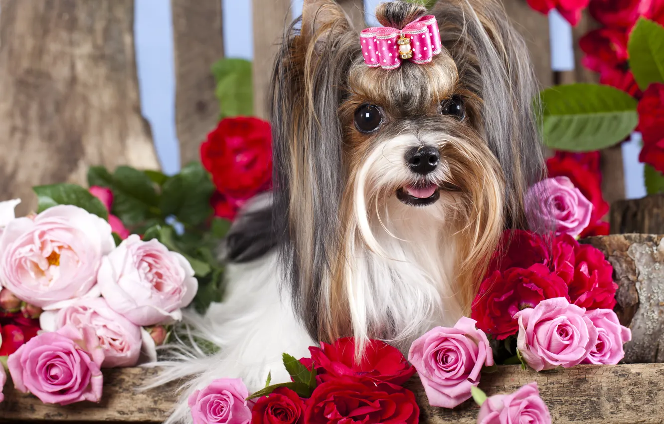 Photo wallpaper flowers, roses, dog, girl, bow, barrette