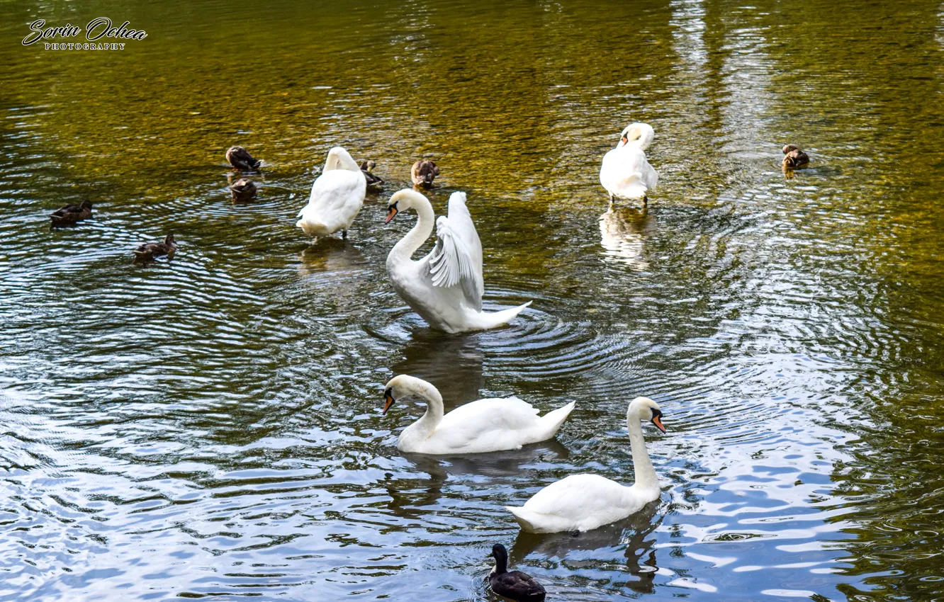 Photo wallpaper swan, animals, nature, water, lake, birds, Sorin Ochea Photohraphy, Lebada